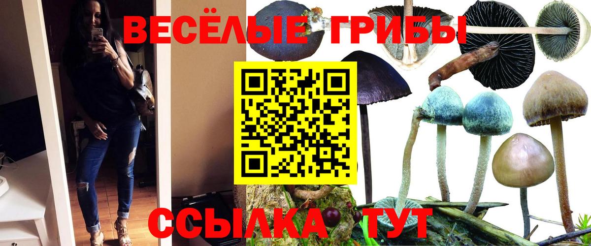 Элиста  Псилоцибиновые грибы ЛСД  Вход с VPN 